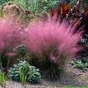 Pink Muhly Grass