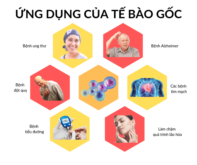 Công nghệ tế bào gốc là gì? Những điều cần biết về phương pháp công nghệ tế bào gốc