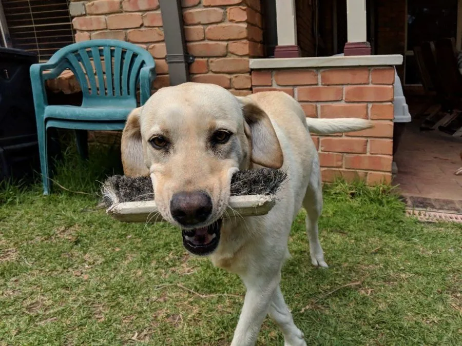 Happy light coloured labrador with brush in her mouth