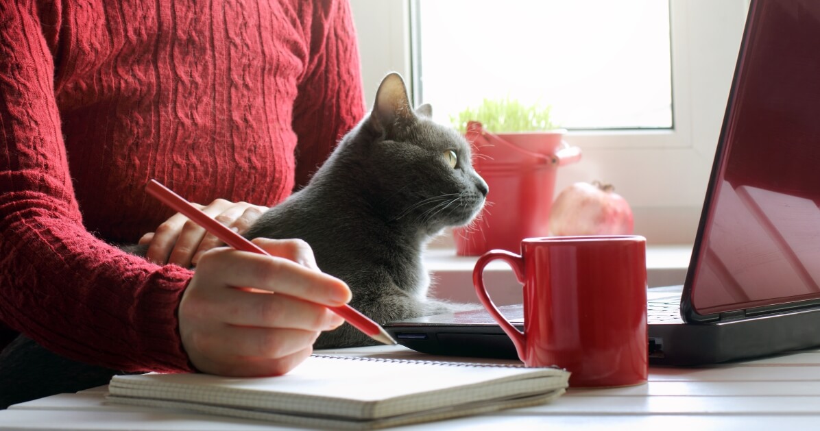 entretenir un bonne relation de télétravail avec son chat