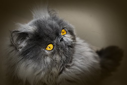 Persian Cats Personality and Behaviour