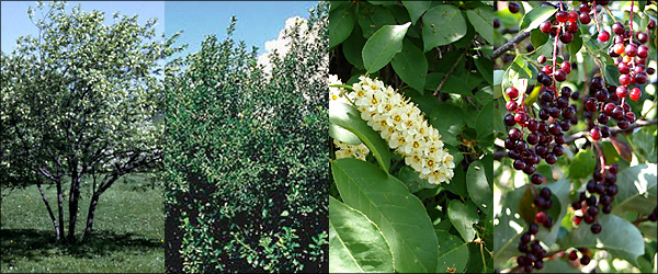CHOKE CHERRRY:  Single stand, Planted as Hedge, Flower, Fruit.  Butterflies galore. 