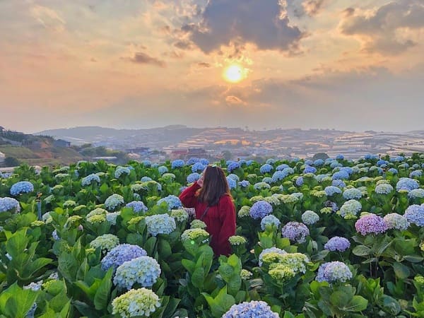 Khách du lịch chụp ảnh cùng hoa cẩm tú cầu