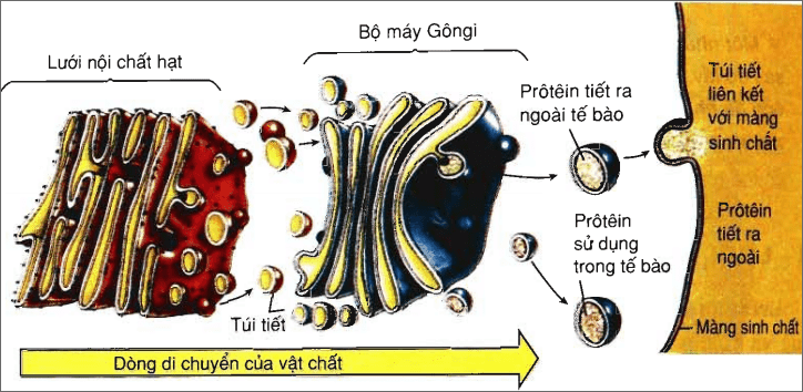 Hình minh họa con đường xuất bào - nhập bào và xuất bào