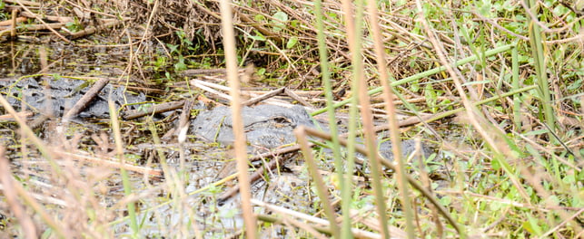 An alligator swims half submerged through the waters in the everglades at Wild Florida