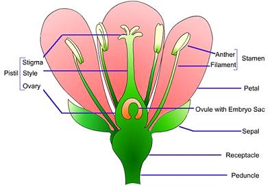 parts_of_a_flower.jpg