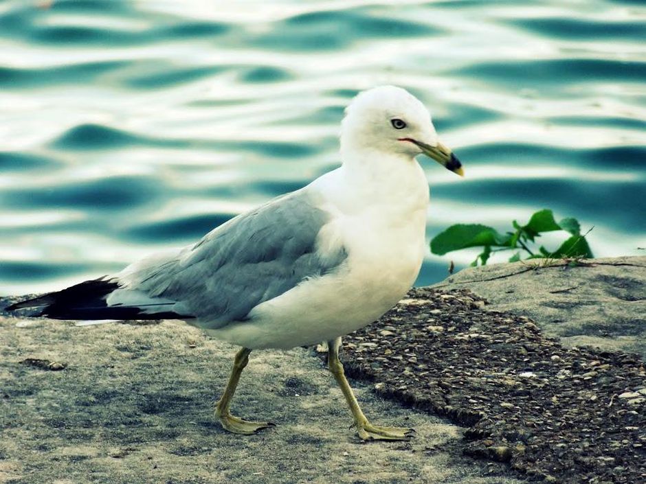 Scientists suggest staring down seagulls to protect your snacks - CNET