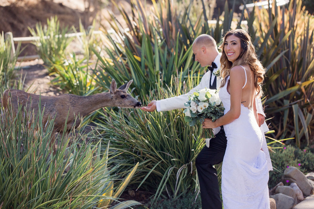 Catalina Island Deer