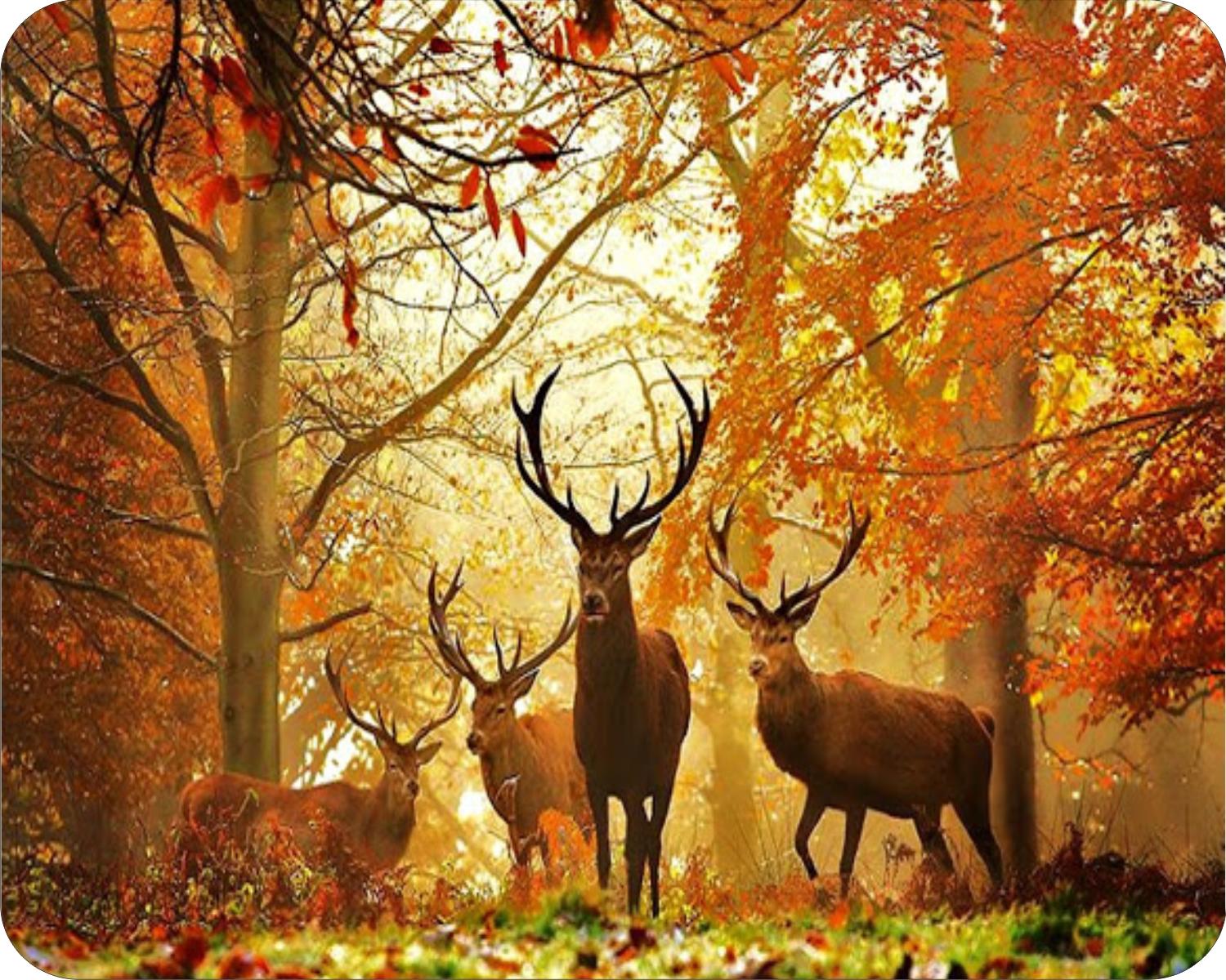 Image result for Pictures of yellow deers in Autumn