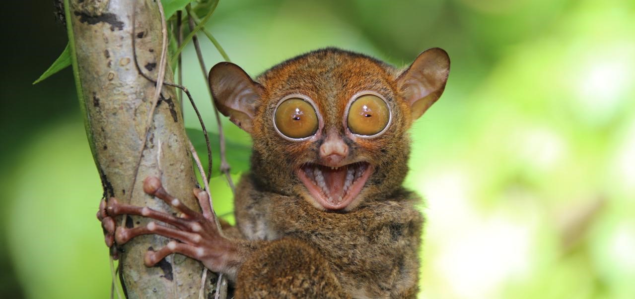 tarsier with large eyes