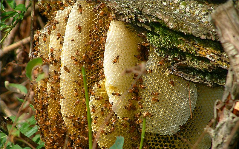 Can nhựa có thể dùng để chứa mật ong